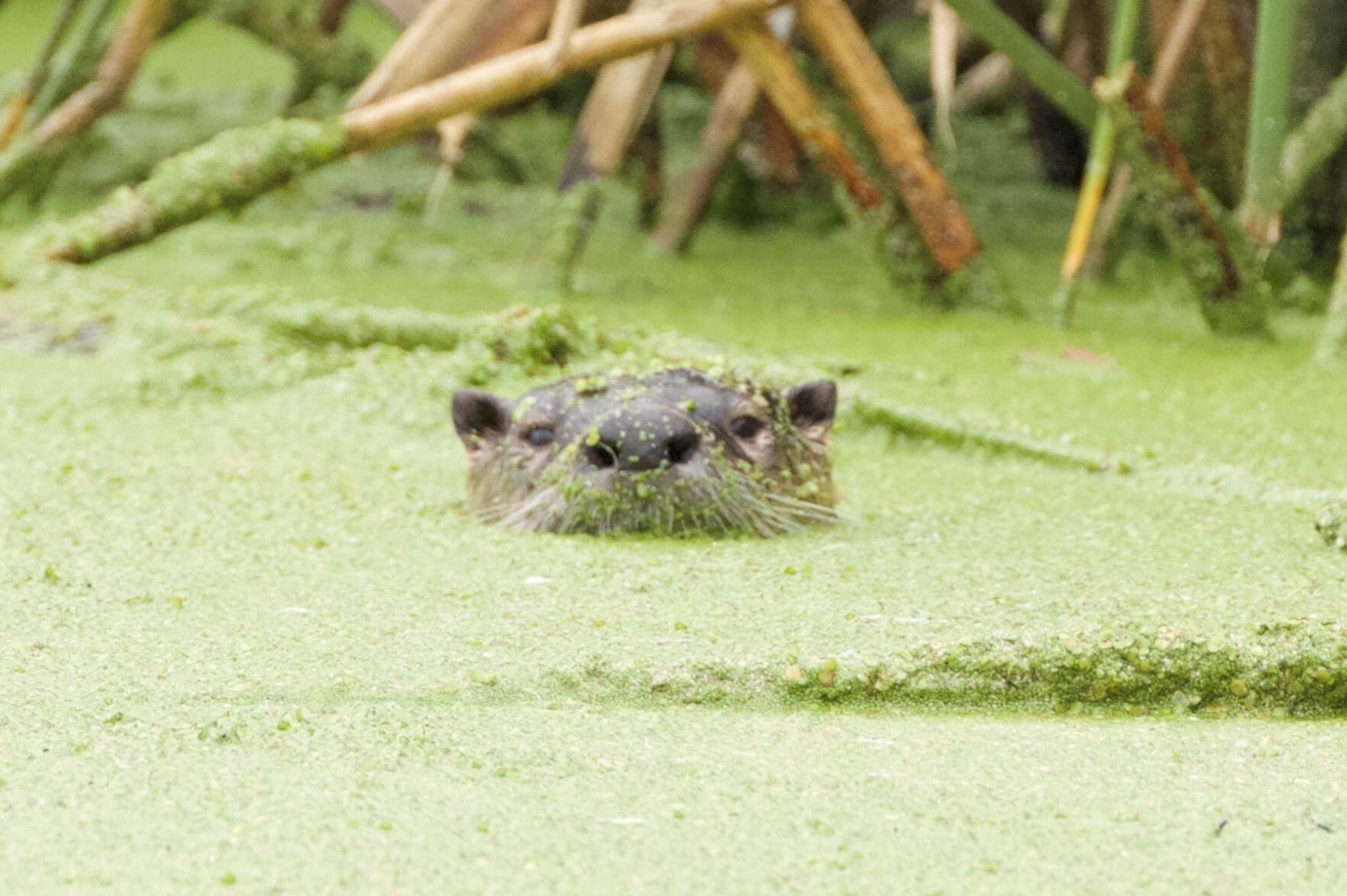 River Otter